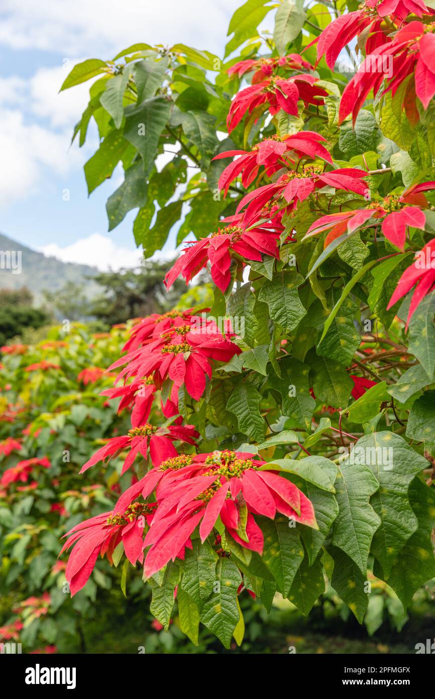 Rouge floraison Poinsettia arbre (Euphorbia pulcherrima). Bedugul, Bali, Indonésie. Banque D'Images