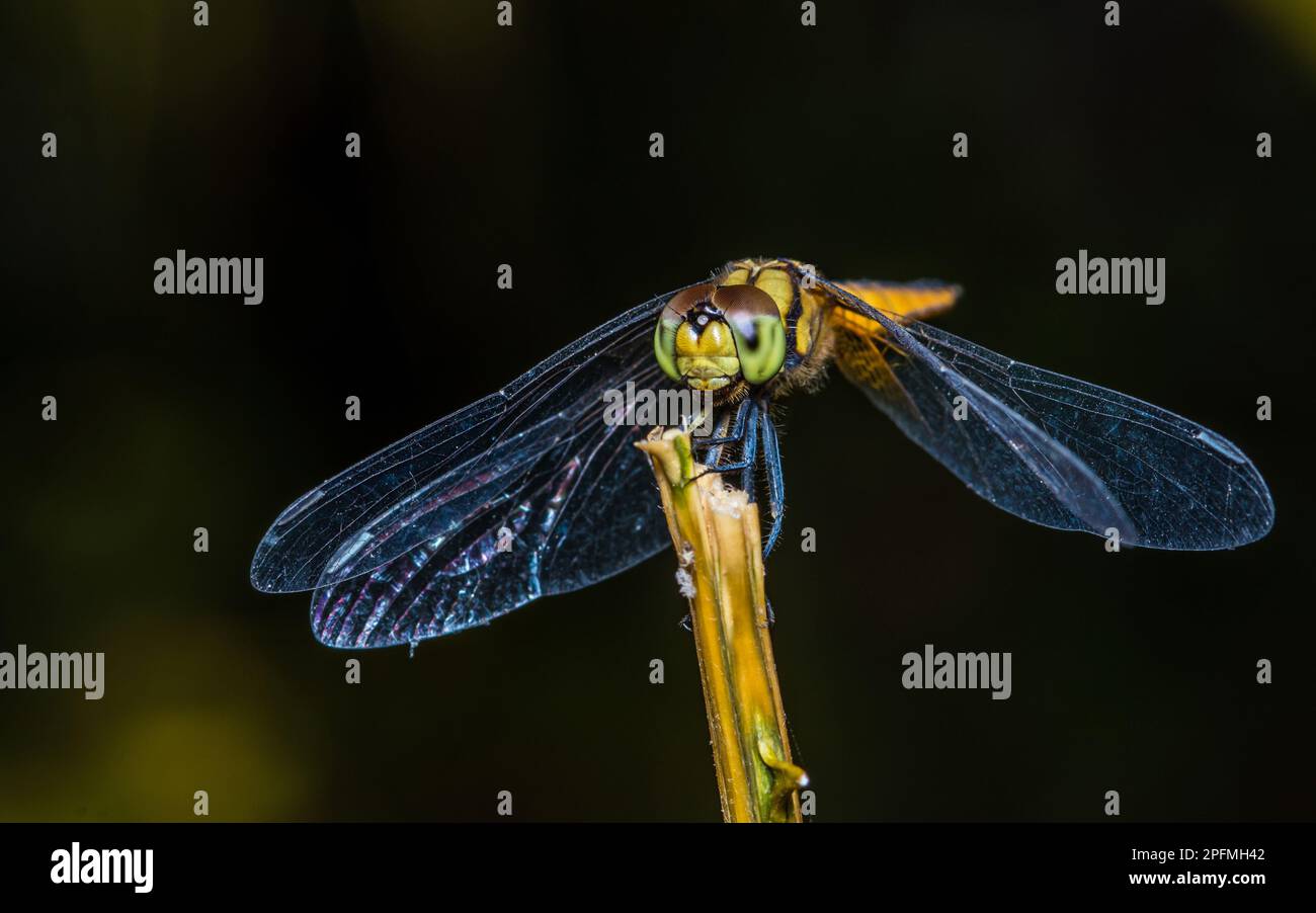 Une libellule perchée sur une branche d'arbre et un arrière-plan naturel, foyer sélectif, macro insecte, insecte coloré en Thaïlande. Banque D'Images