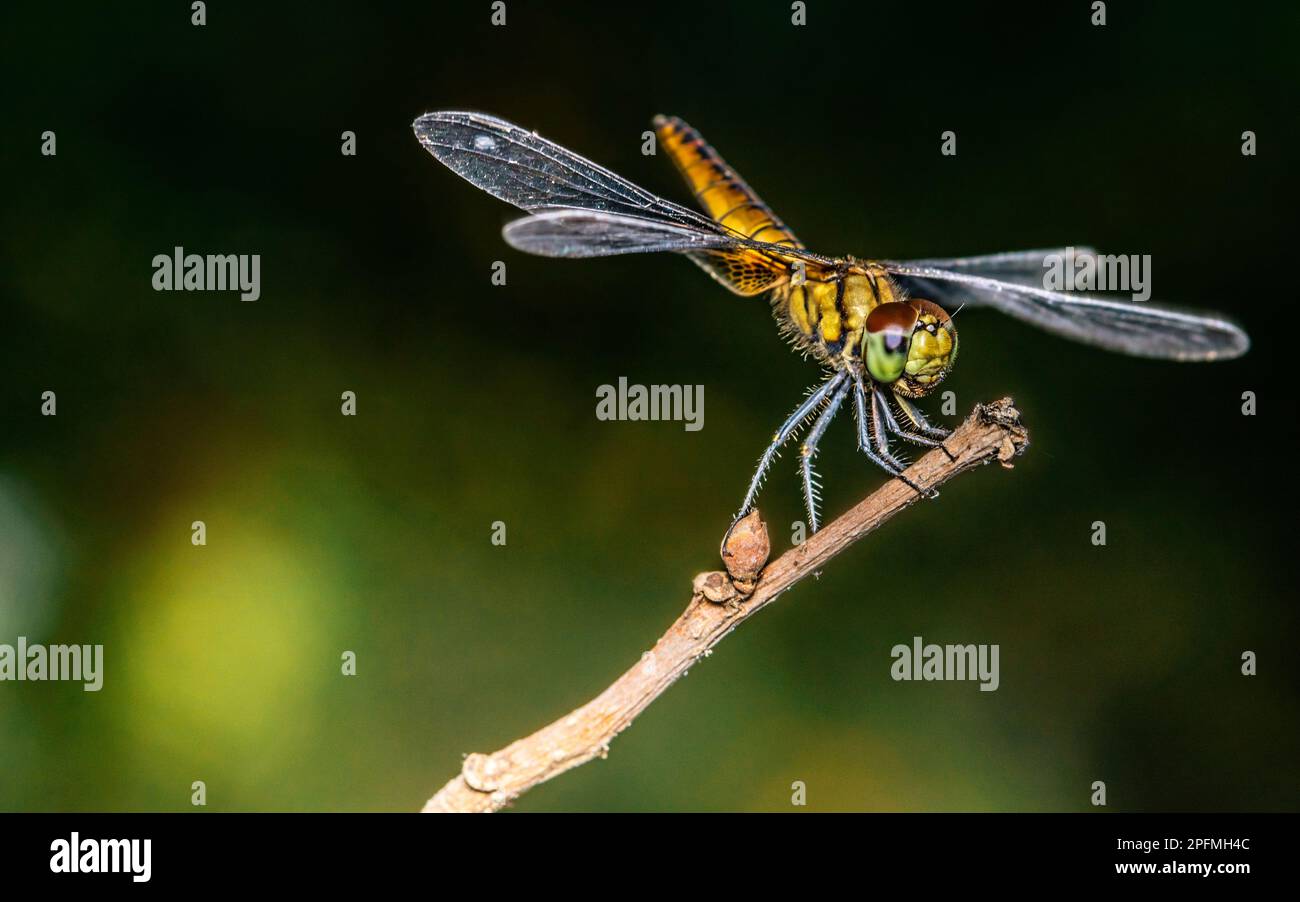 Une libellule perchée sur une branche d'arbre et un arrière-plan naturel, foyer sélectif, macro insecte, insecte coloré en Thaïlande. Banque D'Images