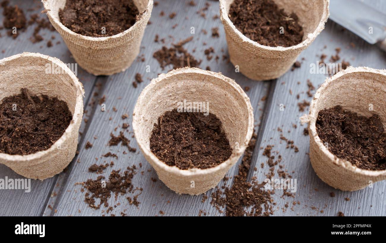 Rangées de semis dans des pots de tourbe biodégradables écologiques, vue de dessus, mise au point sélective. Printemps jardinage naturel, éco, soin des plantes, produit biologique. Banque D'Images