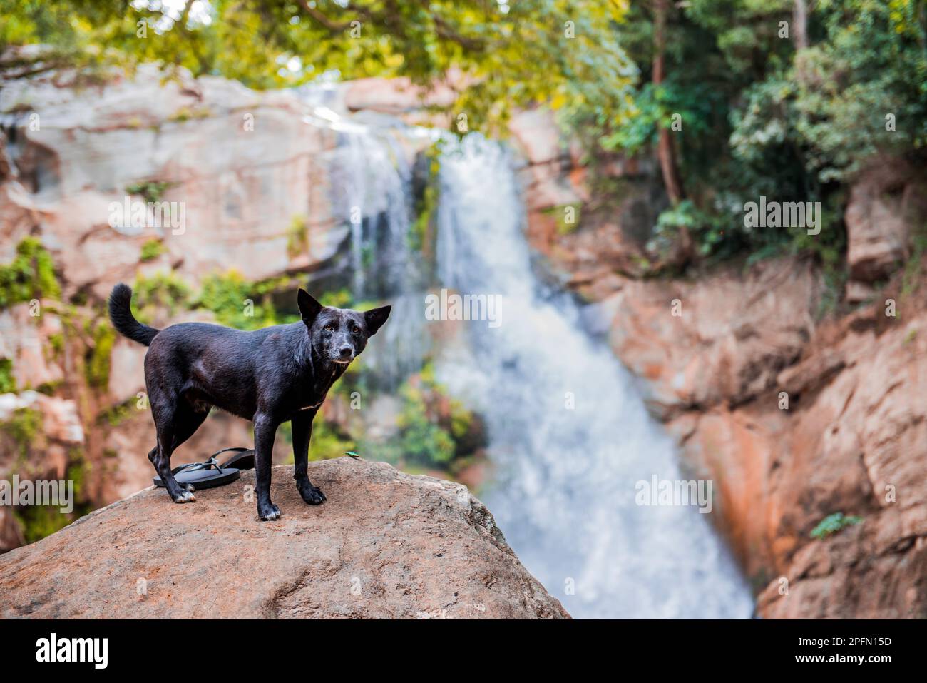 Un chien et une cascade pittoresque Banque D'Images