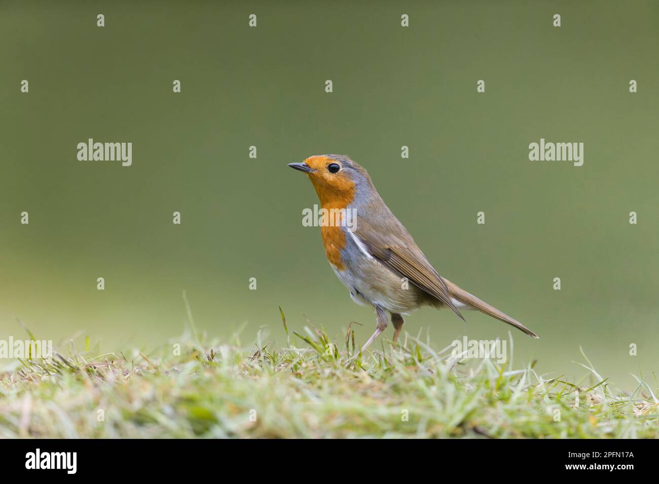 Robin erithacus rubecula, adulte debout sur l'herbe, Suffolk, Angleterre, mars Banque D'Images