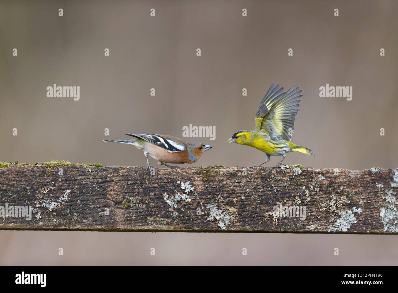 Caffin commun Fringilla coelebs, mâle adulte et de siskin eurasien Carduelis spinus, combattant mâle adulte, Suffolk, Angleterre, mars Banque D'Images