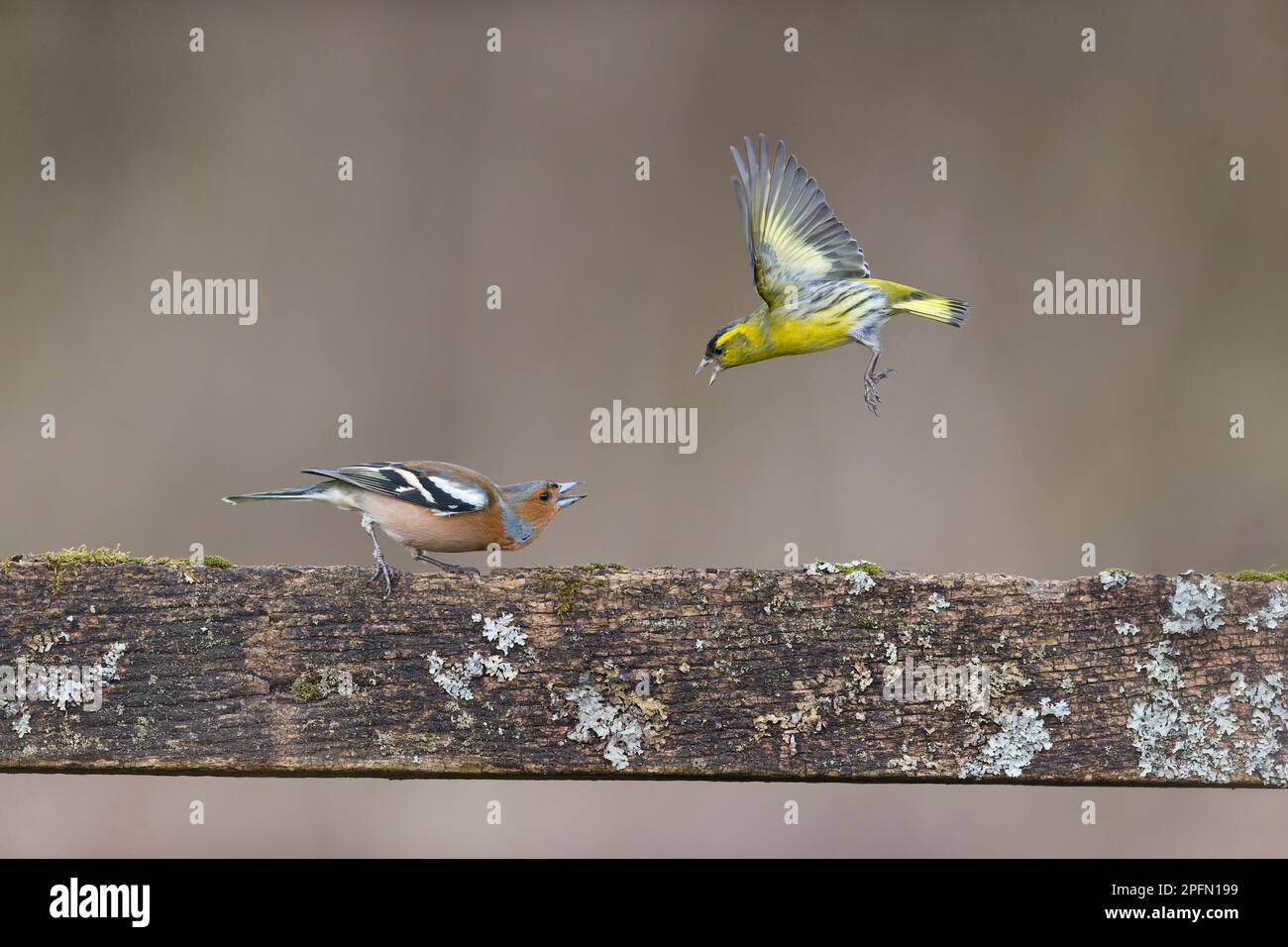 Caffin commun Fringilla coelebs, mâle adulte et de siskin eurasien Carduelis spinus, combattant mâle adulte, Suffolk, Angleterre, mars Banque D'Images