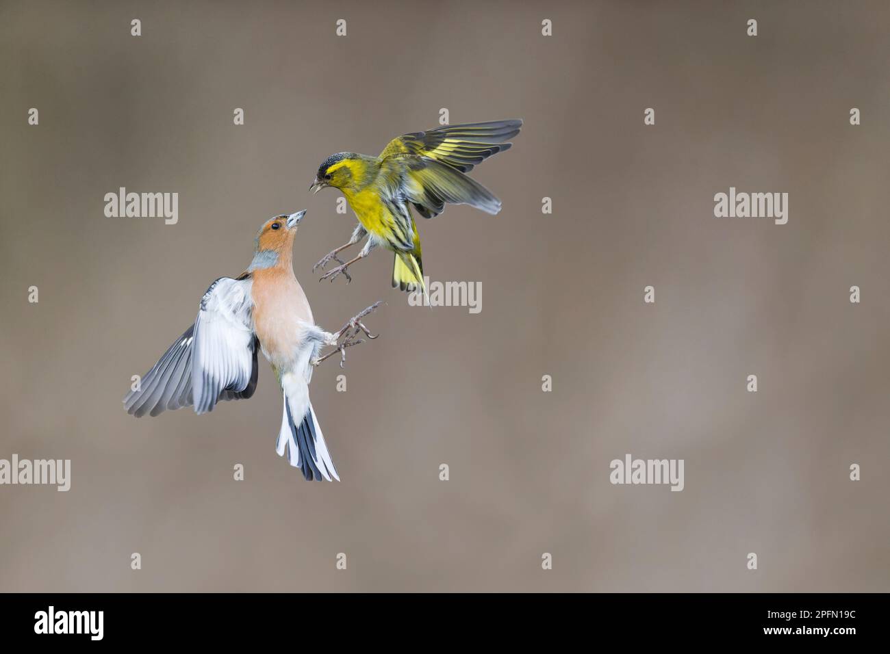 Caffin commun Fringilla coelebs, mâle adulte et de siskin eurasien Carduelis spinus, combattant mâle adulte, Suffolk, Angleterre, mars Banque D'Images