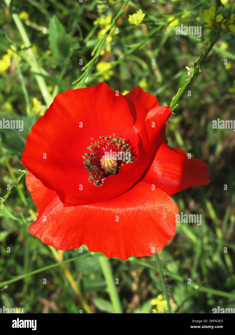 Gros plan de la fleur rouge vif d'un coquelicot de Flandre. Banque D'Images