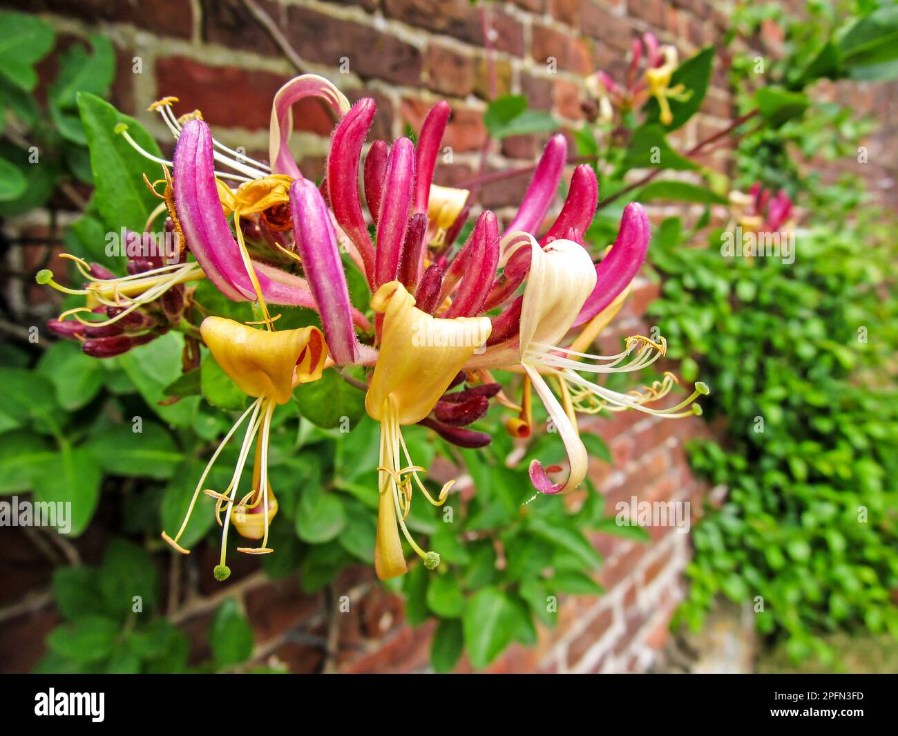 Les fleurs complexes de la vigne d'un chèvrefeuille perfolié, Lonicera caprifolium, couvrant un mur de jardin. Banque D'Images