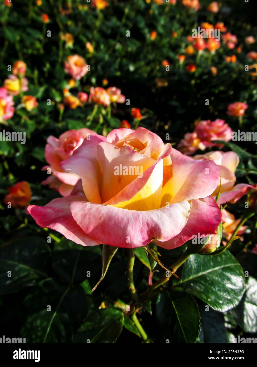 Une élégante rose rose dans un lit rose Banque D'Images