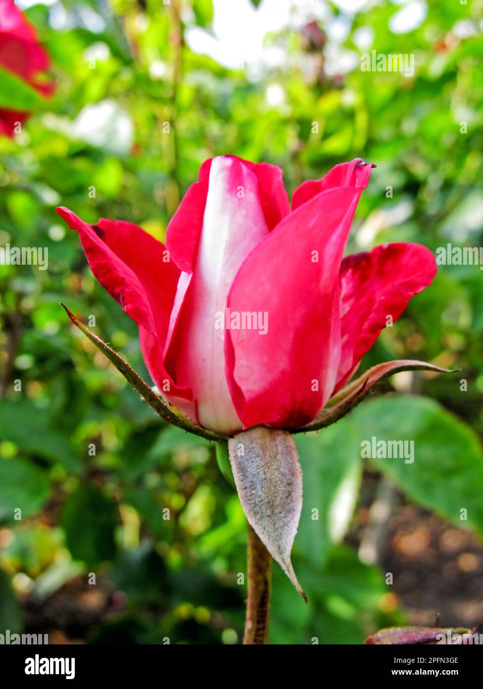 Un seul bouton rose vif, commençant à s'ouvrir. Banque D'Images