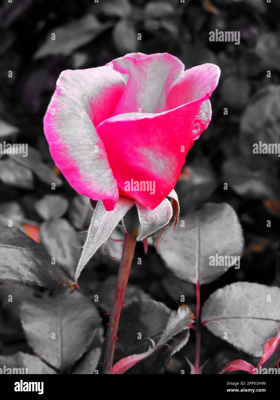 Rose Rose bourgeon, photographié à l'aide d'un filtre de couleur sélectif, montrant seulement le rose avec le reste de la zone en noir et blanc. Banque D'Images