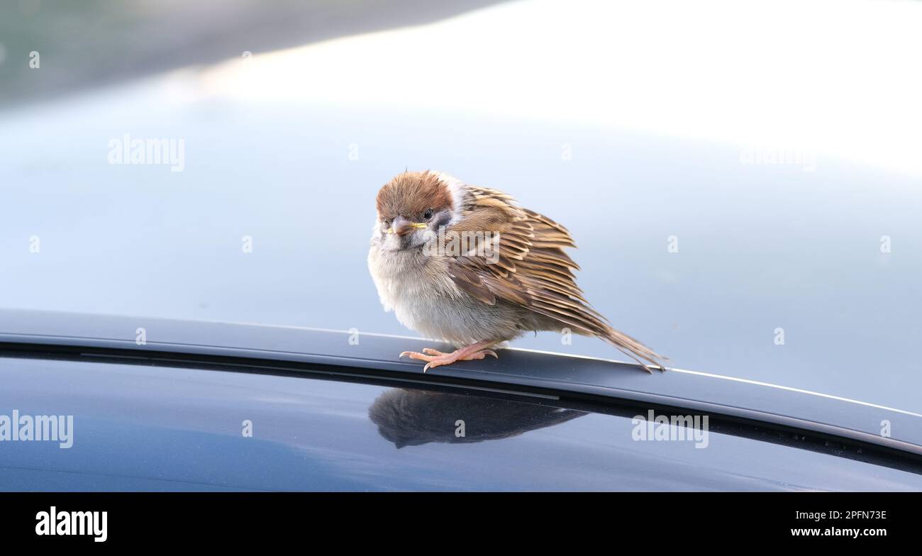 Oiseau sur le toit de la voiture Banque de photographies et d’images à ...