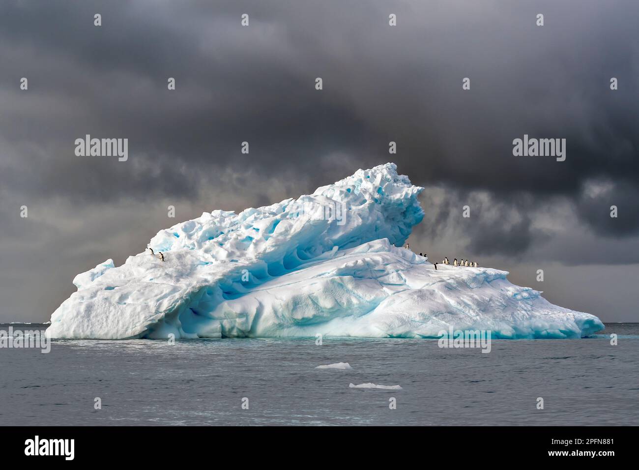 Géorgie du Sud, Adelie Penguins (Pygoscelis adeliae) Banque D'Images