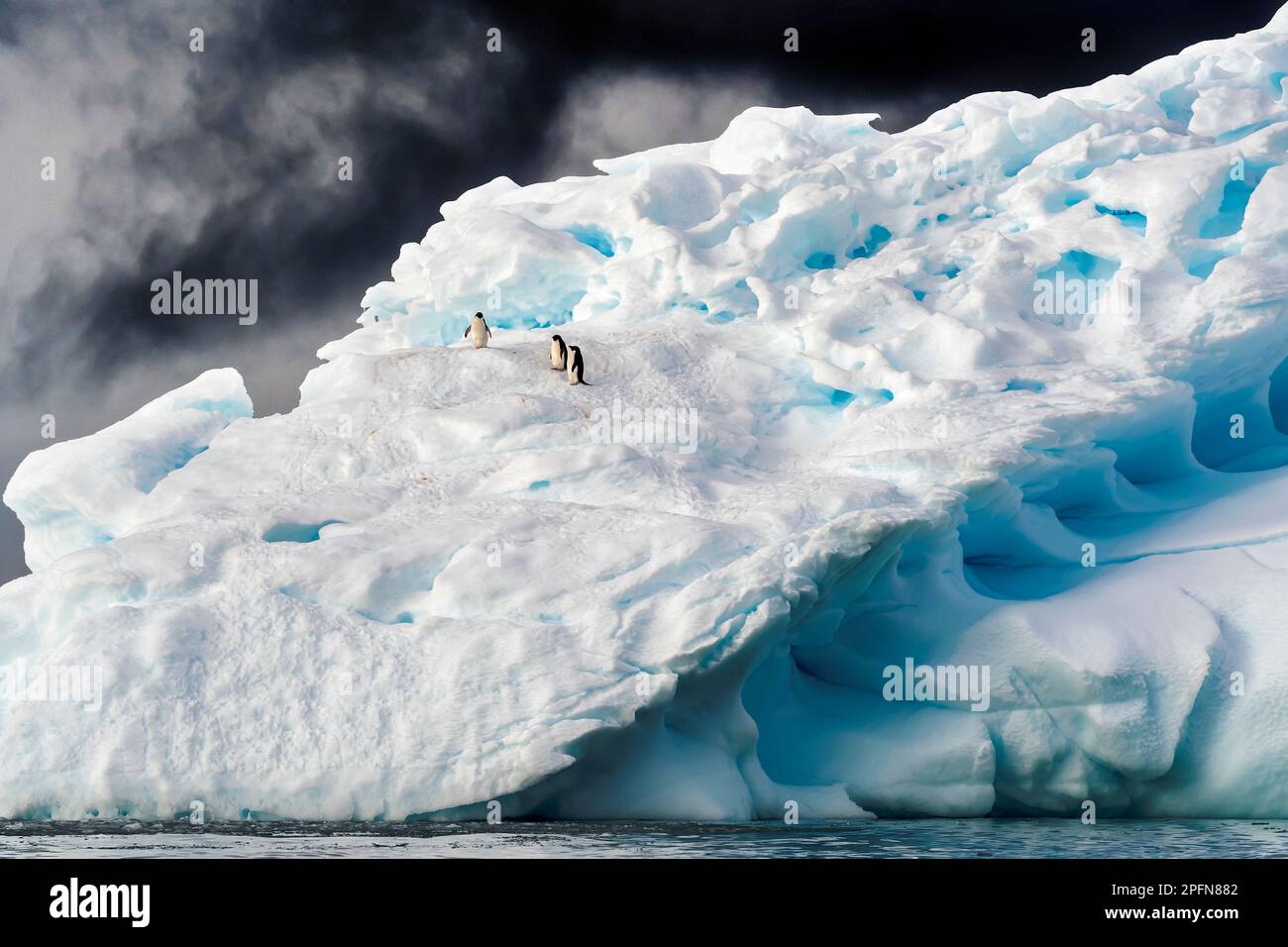 Géorgie du Sud, Adelie Penguins (Pygoscelis adeliae) Banque D'Images