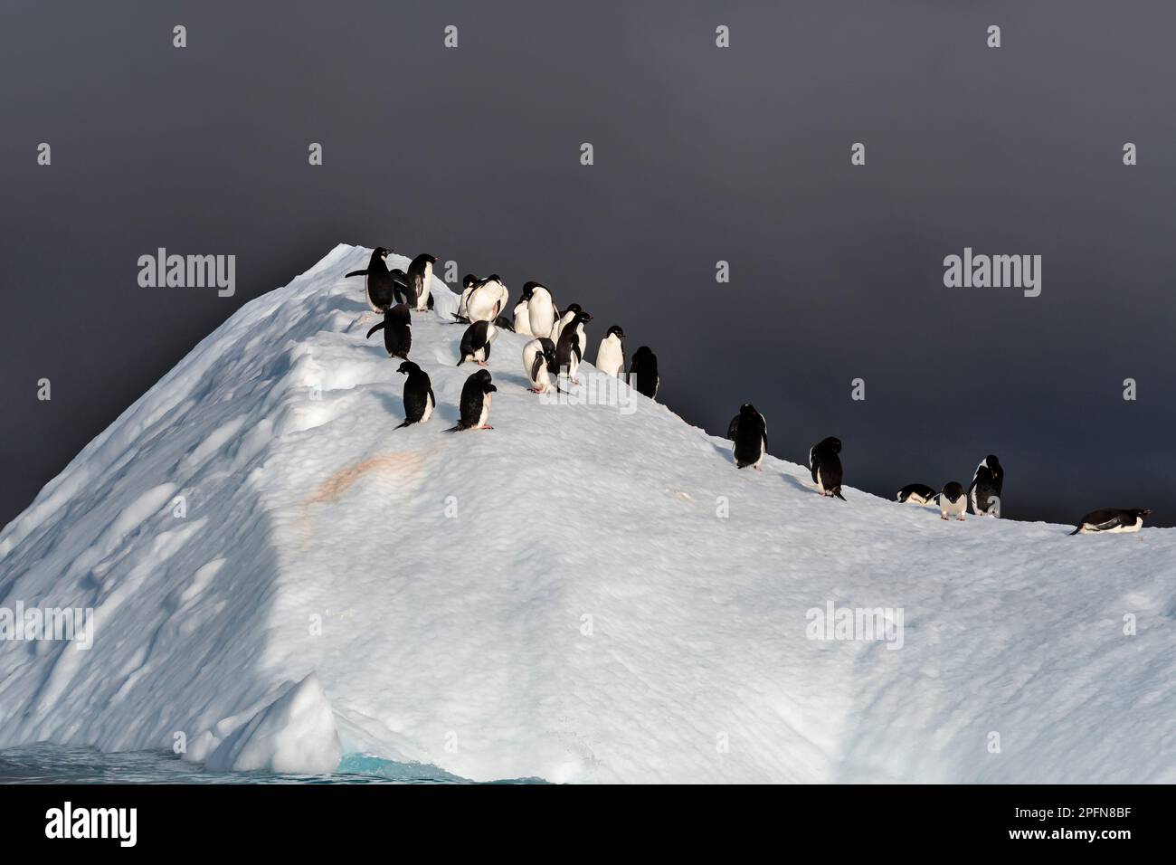 Péninsule antarctique, Adelie Penguins (Pygoscelis adeliae) Banque D'Images