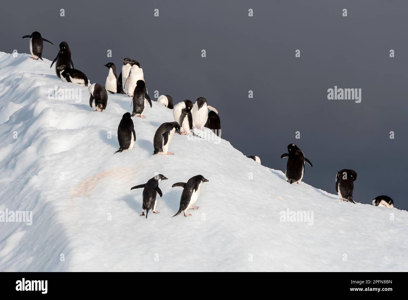 Péninsule antarctique, Adelie Penguins (Pygoscelis adeliae) Banque D'Images