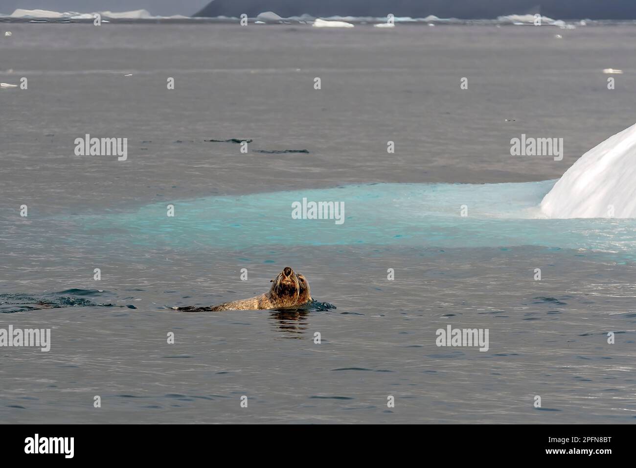 Géorgie du Sud, phoque à fourrure de l'Antarctique (Arctocephalus gazella) Banque D'Images
