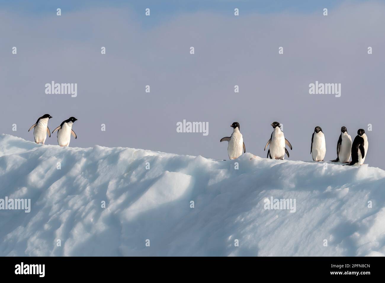 Péninsule antarctique, Adelie Penguins (Pygoscelis adeliae) Banque D'Images