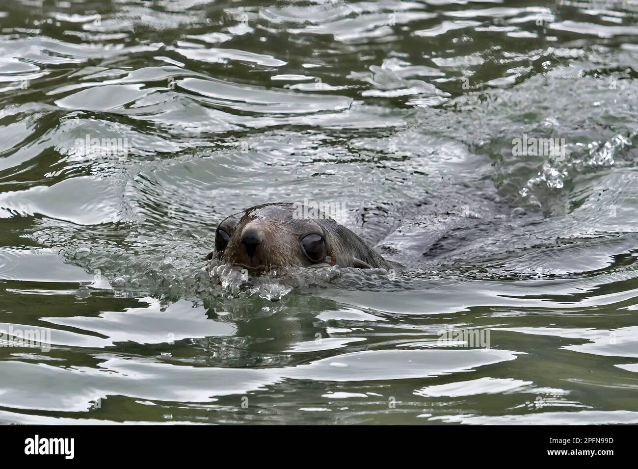 Géorgie du Sud, St. Andrews Bay. Phoque à fourrure de l'Antarctique (Arctocephalus gazella) Banque D'Images