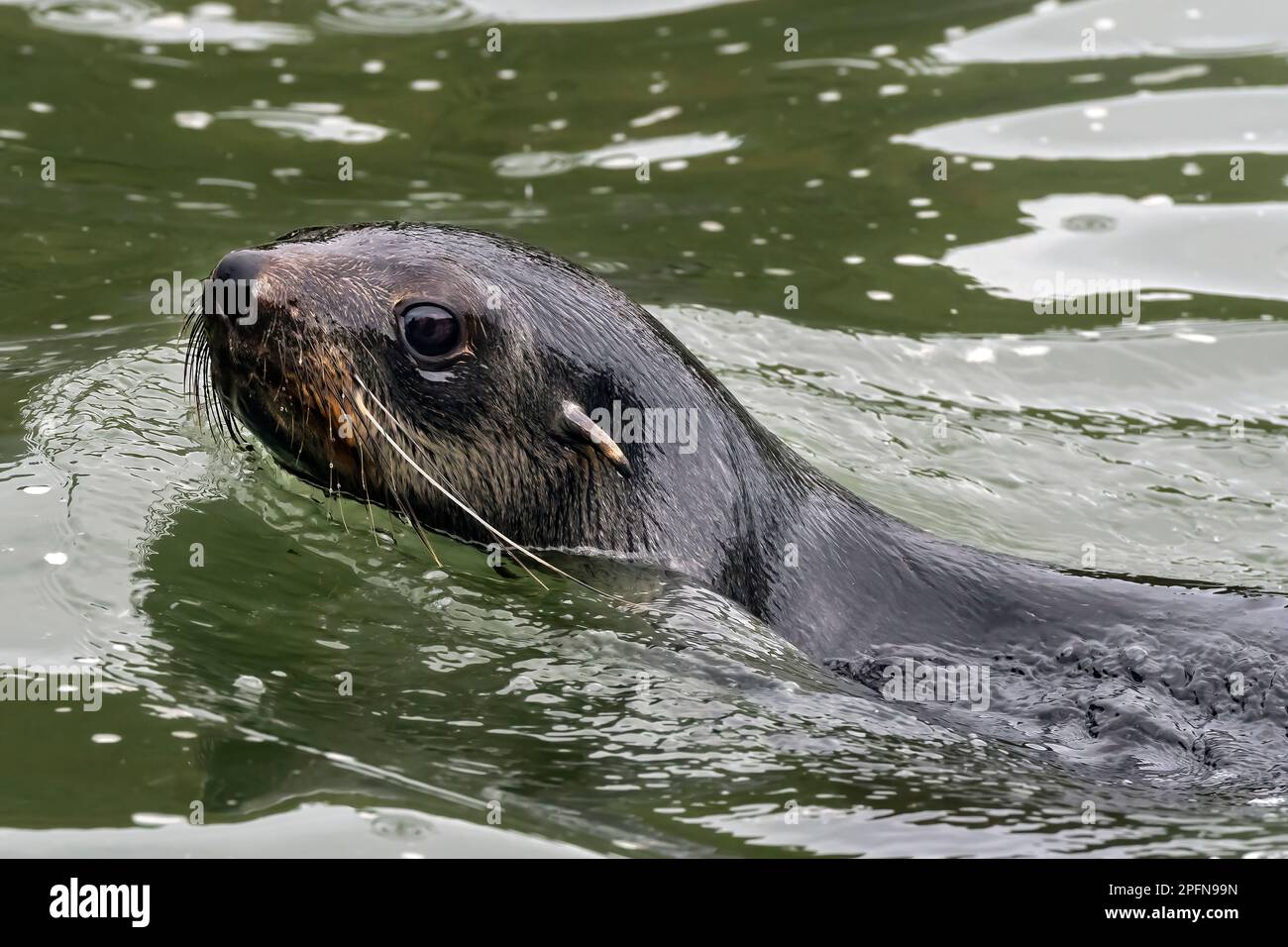 Géorgie du Sud, St. Andrews Bay. Phoque à fourrure de l'Antarctique (Arctocephalus gazella) Banque D'Images