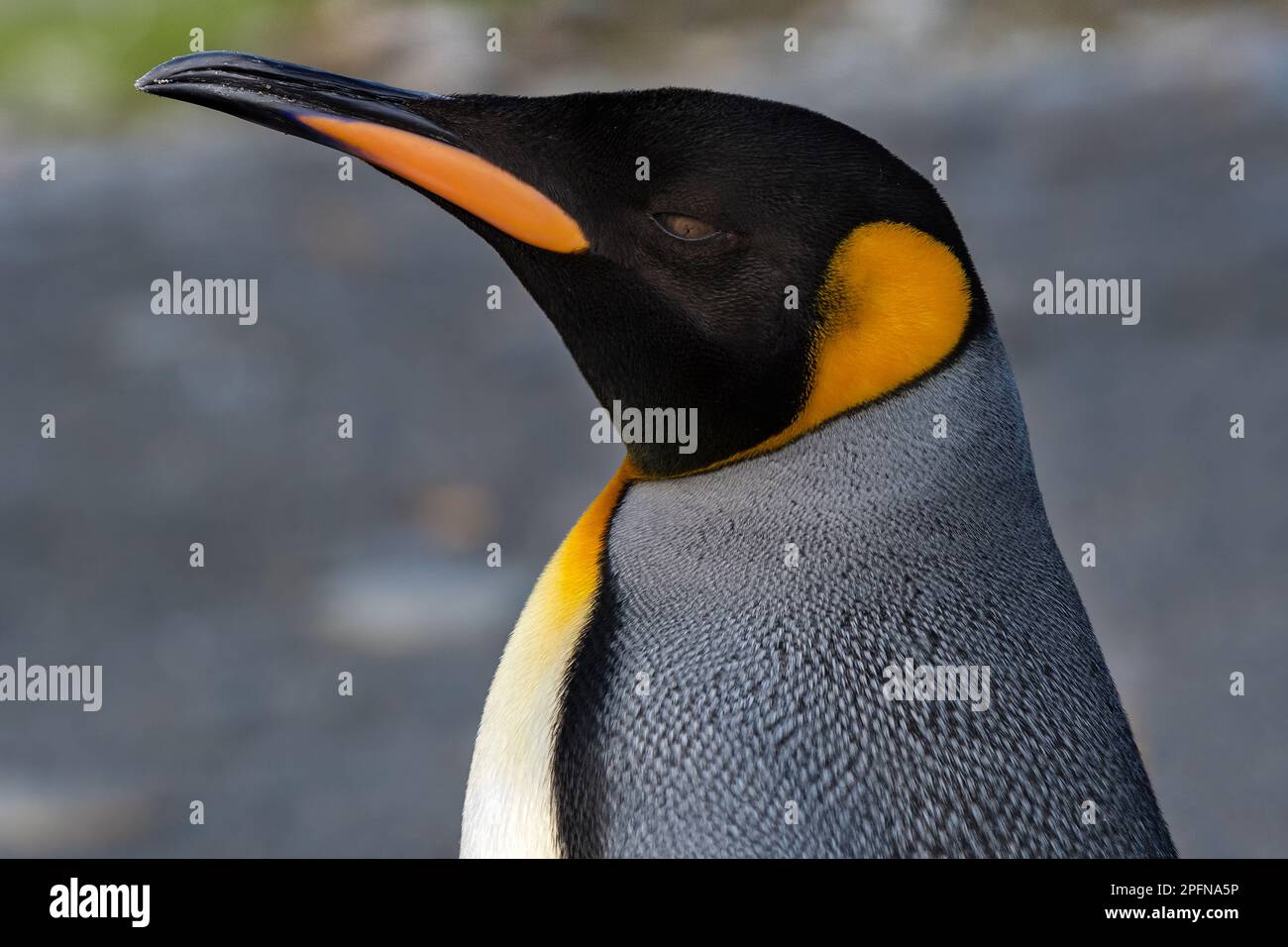Géorgie du Sud, baie de Fortuna. Grand pingouin (Aptenodytes patagonicus) Banque D'Images