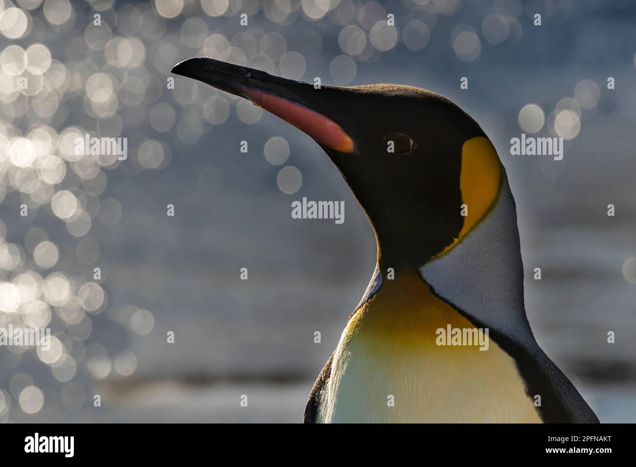 Géorgie du Sud, baie de Fortuna. Grand pingouin (Aptenodytes patagonicus) Banque D'Images