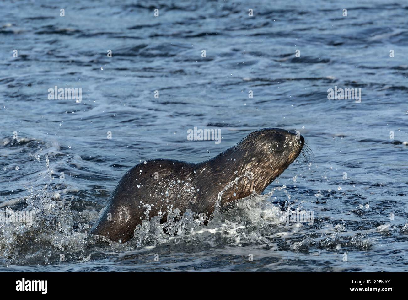 Géorgie du Sud, baie de Fortuna. Phoque à fourrure Antartique (Arctocephalus gazella) Banque D'Images