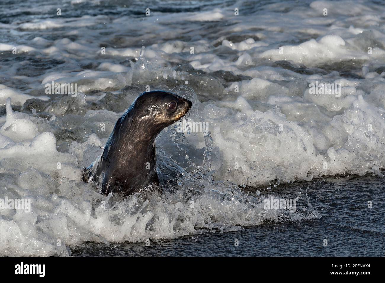 Géorgie du Sud, baie de Fortuna. Phoque à fourrure Antartique (Arctocephalus gazella) Banque D'Images