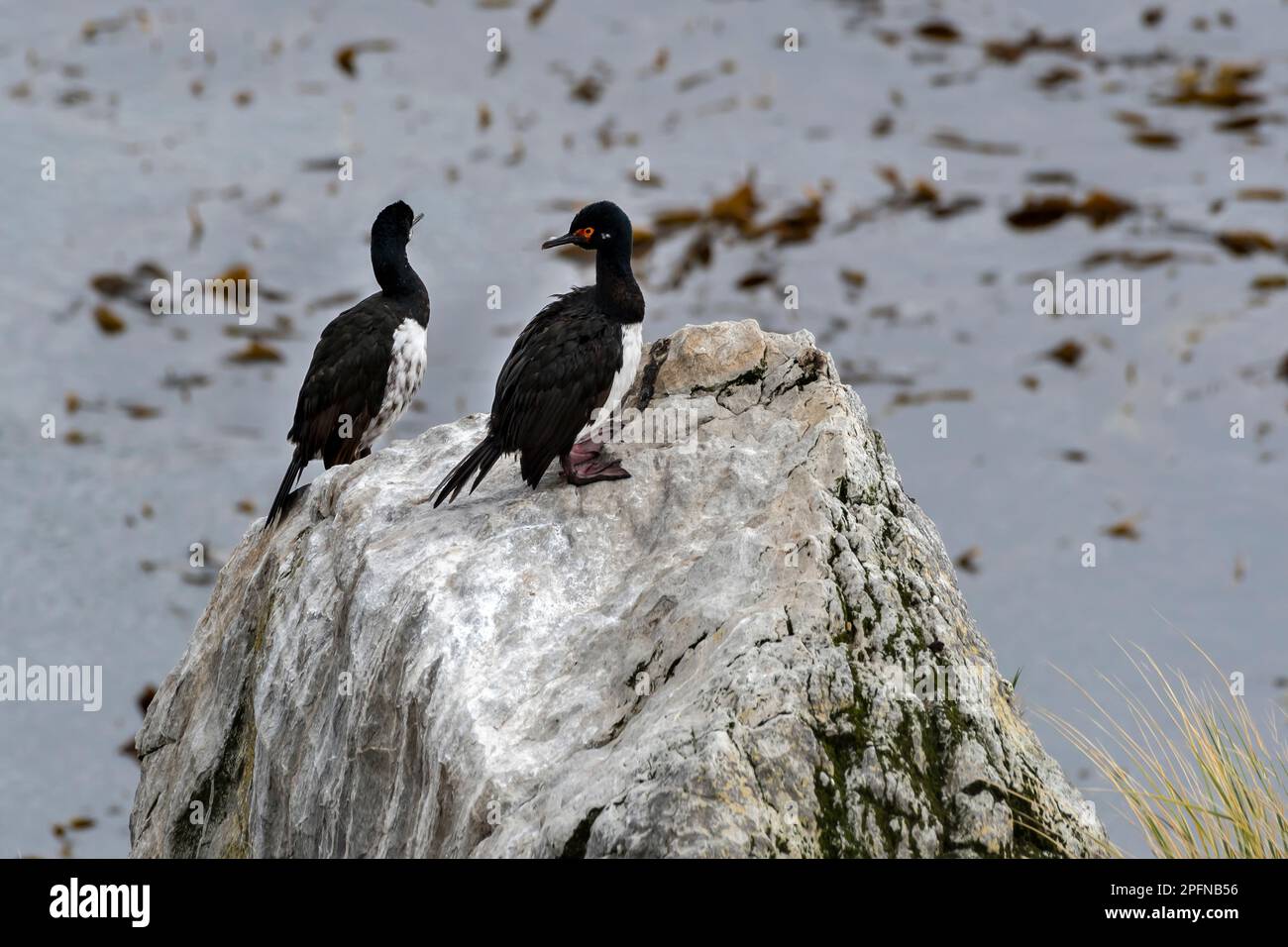 Îles Falkland, île carcasse. Cormorans de roche (Phalacrocorax magellanicus) Banque D'Images
