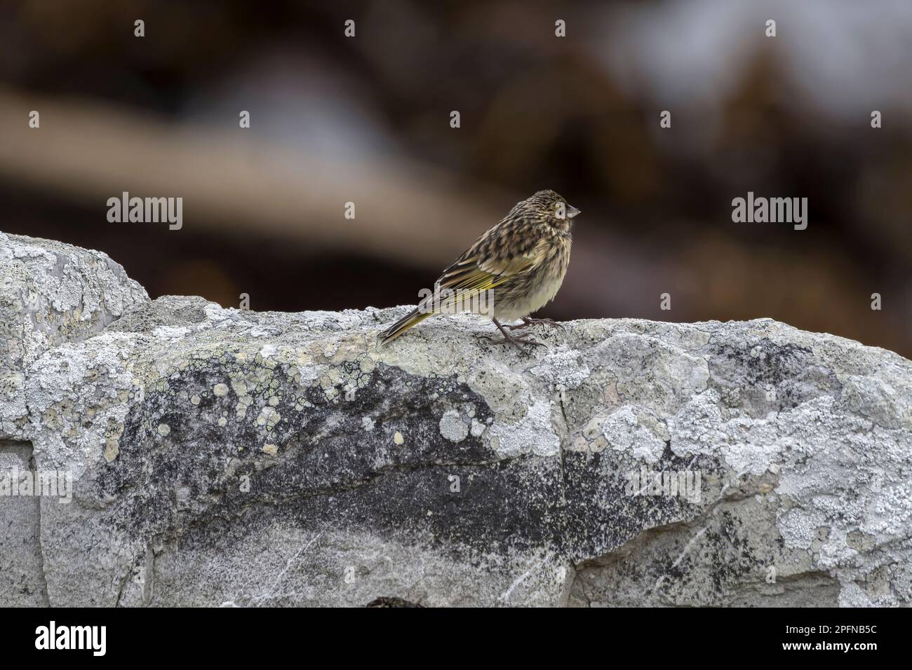 Îles Falkland, île carcasse. Finch à fond blanc (Melanodera melanodera) Banque D'Images