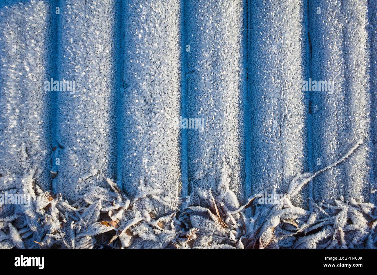 Arrière-plan hivernal gelé, surface rayée et feuilles mortes densément couvertes de cristaux de neige givrés épais Banque D'Images