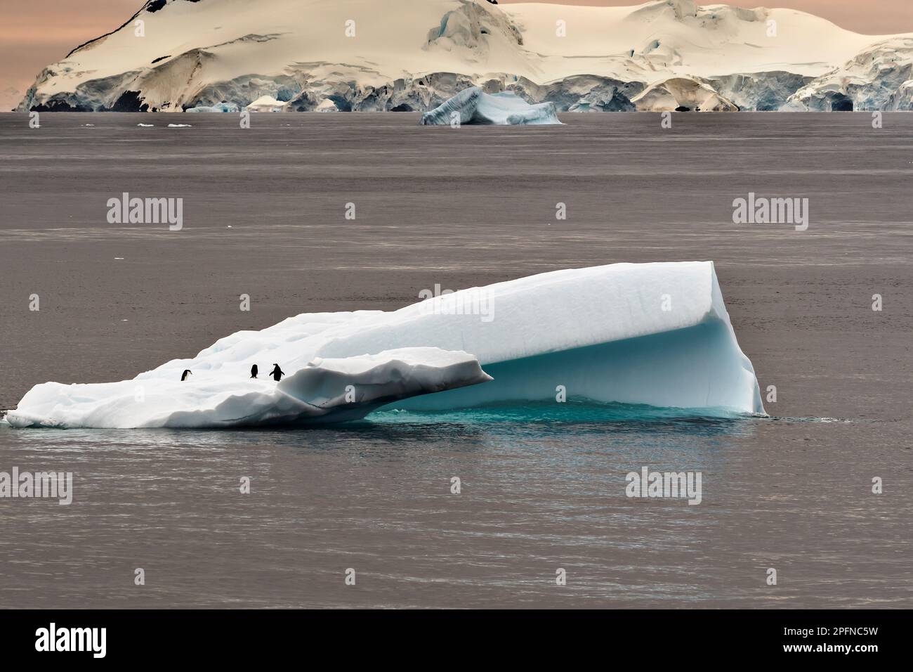 Péninsule antarctique, point du paver. Pingouins de collier (Pygoscelis antartica) Banque D'Images