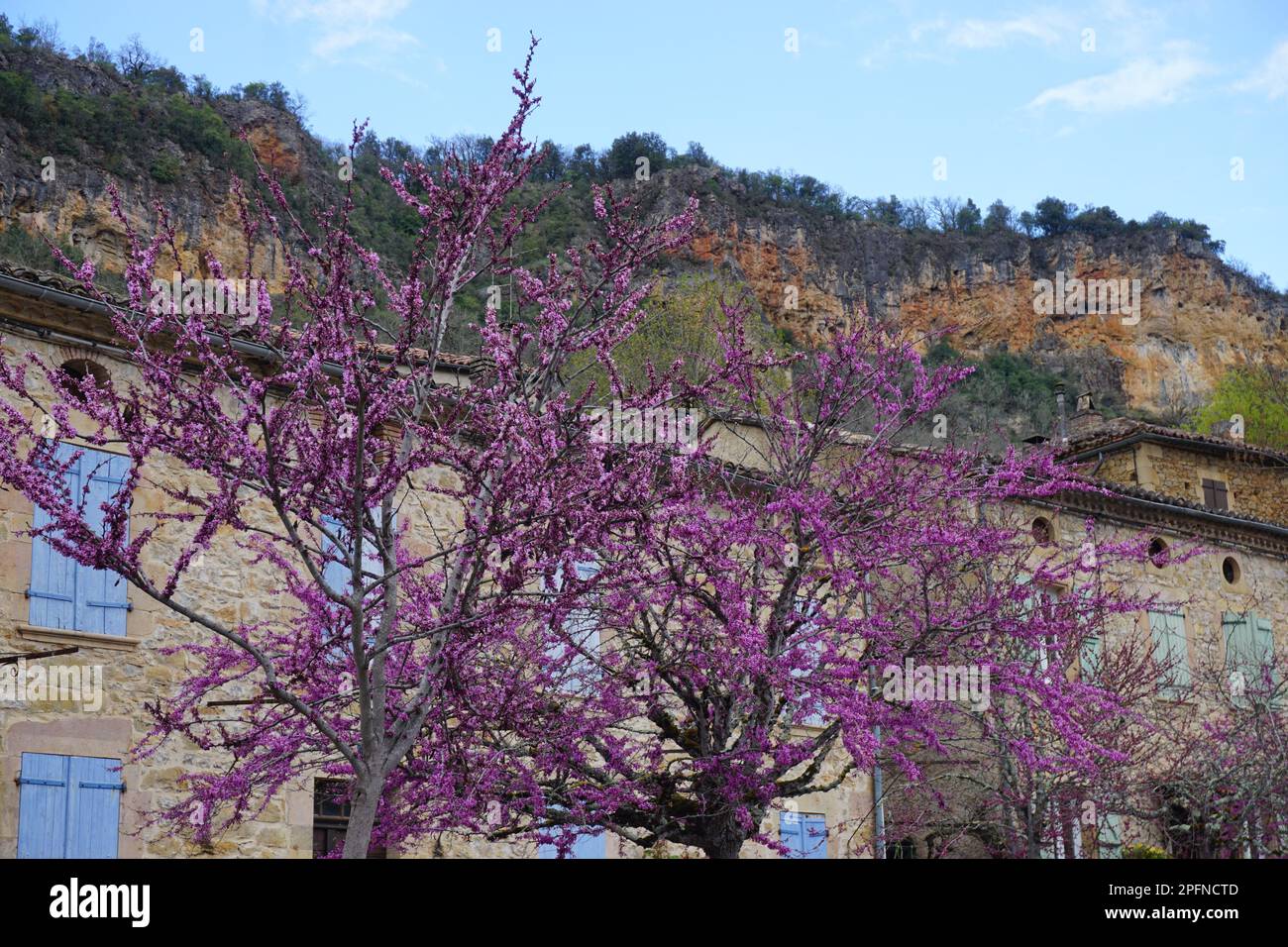 Paysage avec de vieux bâtiments dans la région montagneuse des Pyrénées, la France et les arbres pourpres fleuris Banque D'Images