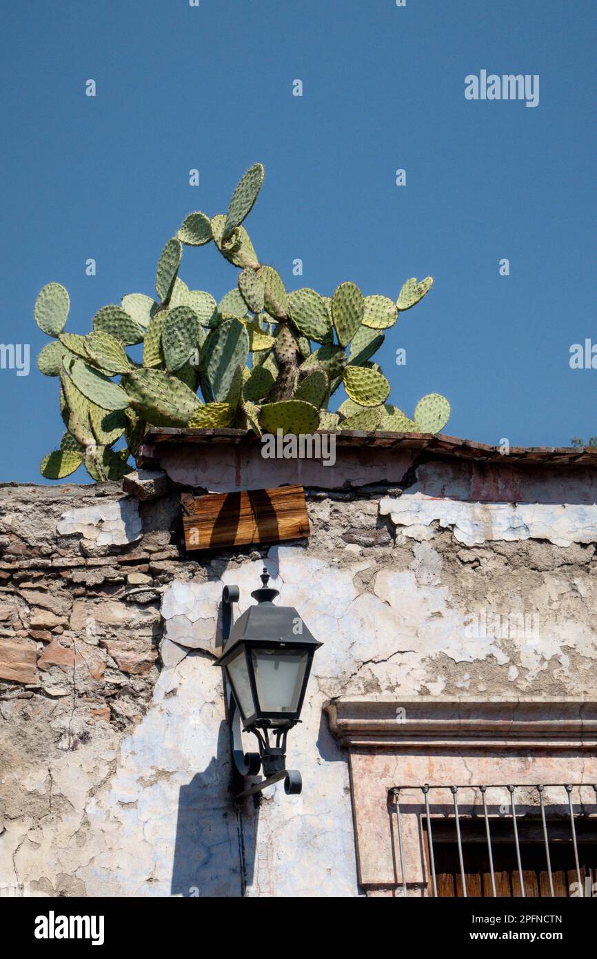 Une plante de cactus pousse sur un mur dans une ville mexicaine de Queretaro Banque D'Images