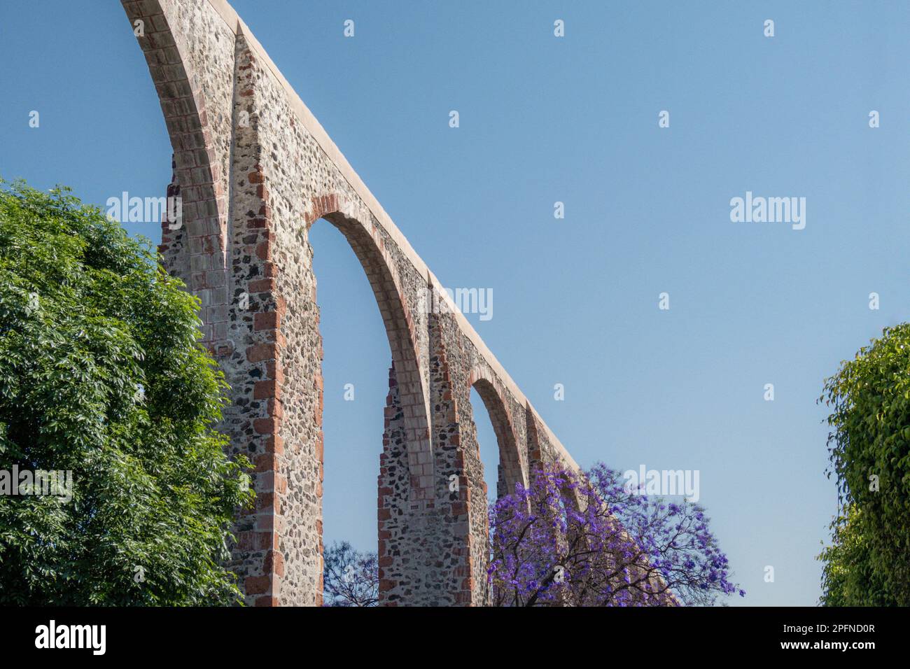 Un aqueduc de Queretaro Mexico avec arbre de jacaranda et fleurs violettes Banque D'Images