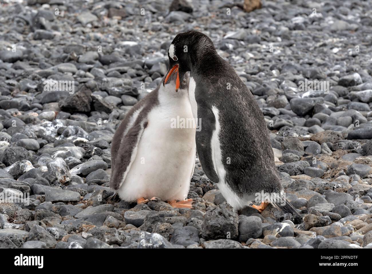 Péninsule antarctique, point du paver. Gentoo Penguins (Pygoscelis papouasie) Banque D'Images