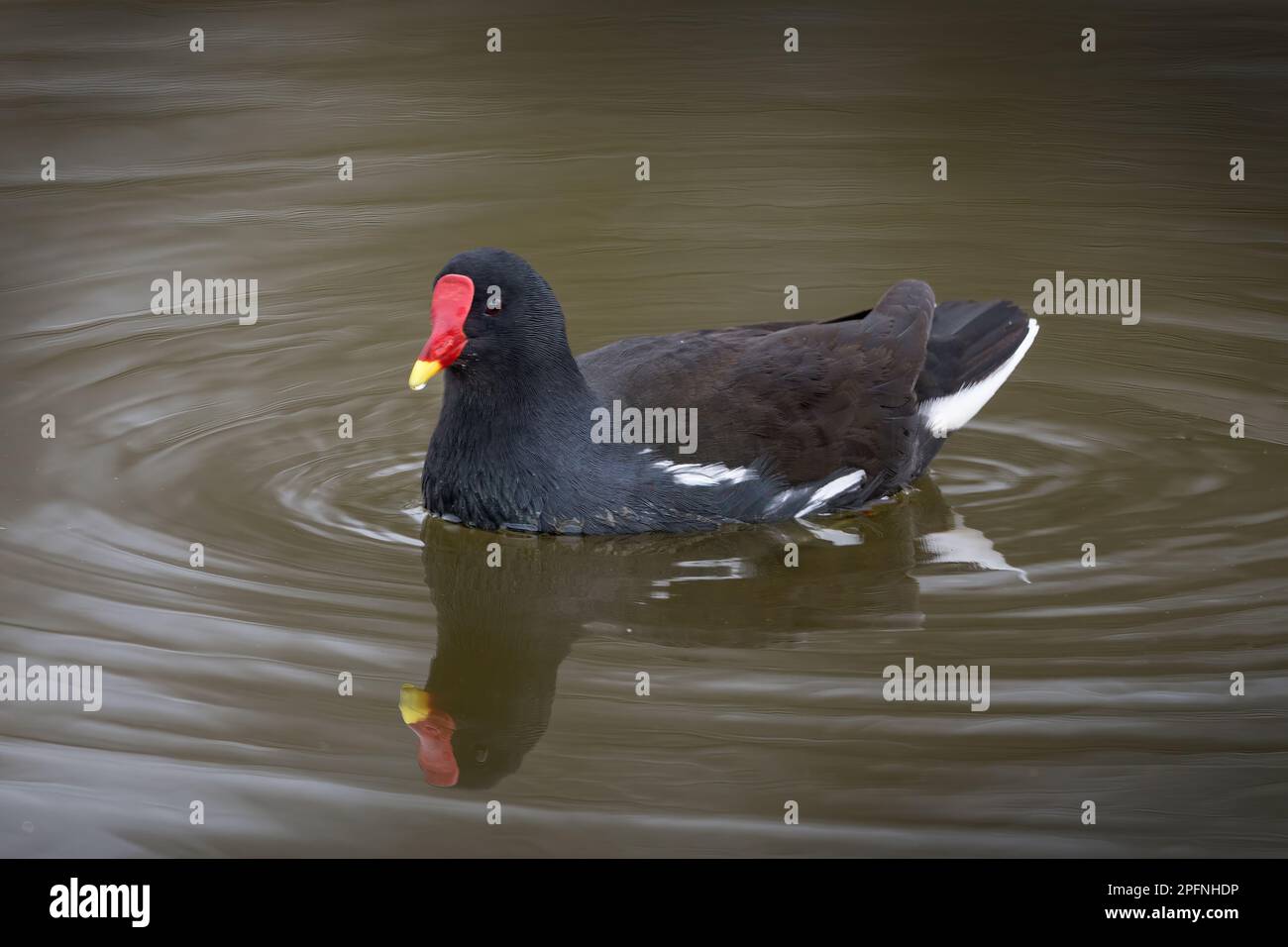 Moorhen avec un bec rouge et jaune dinstictif très semblable à un coot qui a un bec blanc Banque D'Images