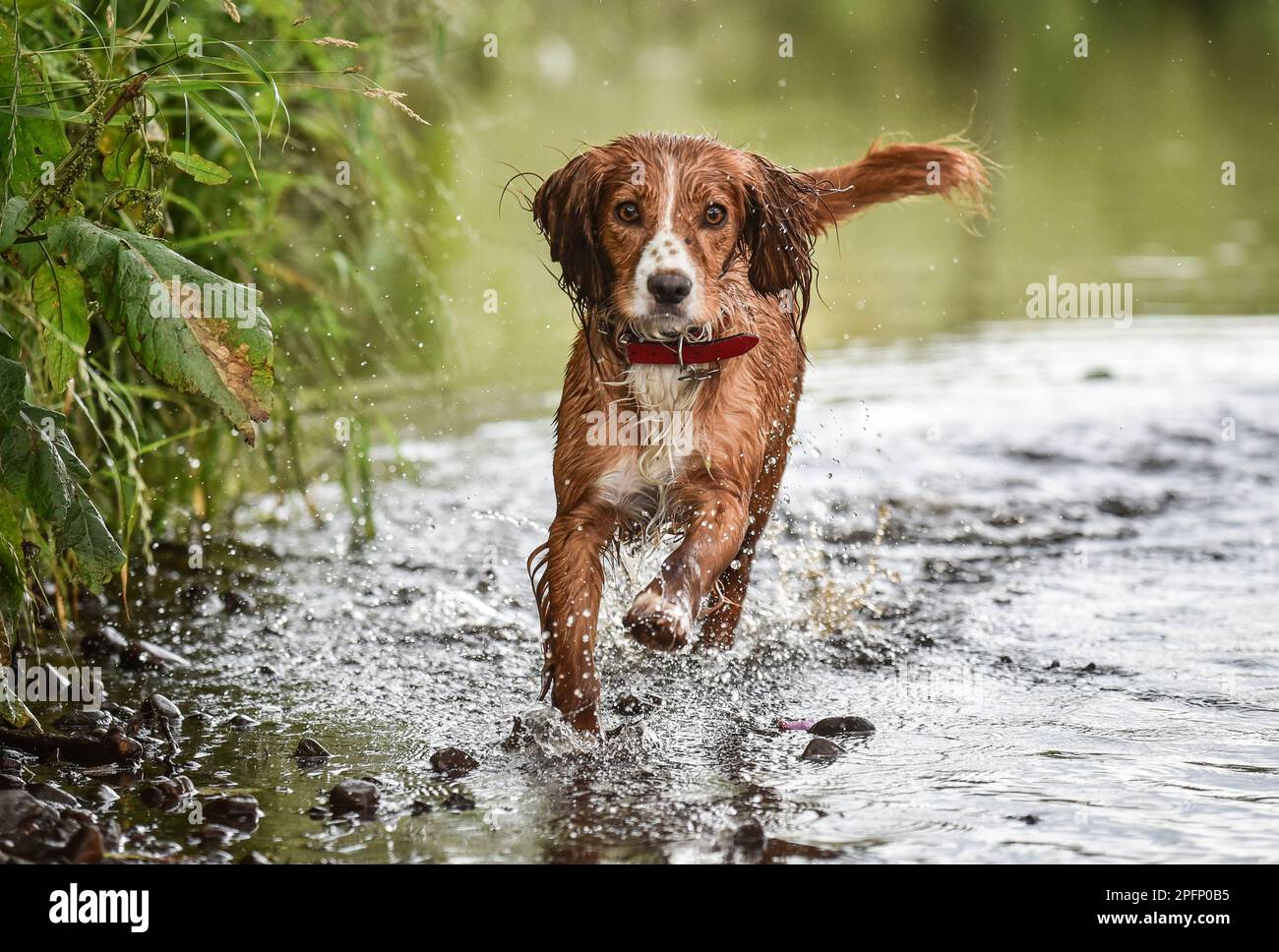 Un épagneul de cocker doré et blanc qui marche vers l'appareil photo à travers la rivière Wyre en Angleterre avec une queue en été Banque D'Images