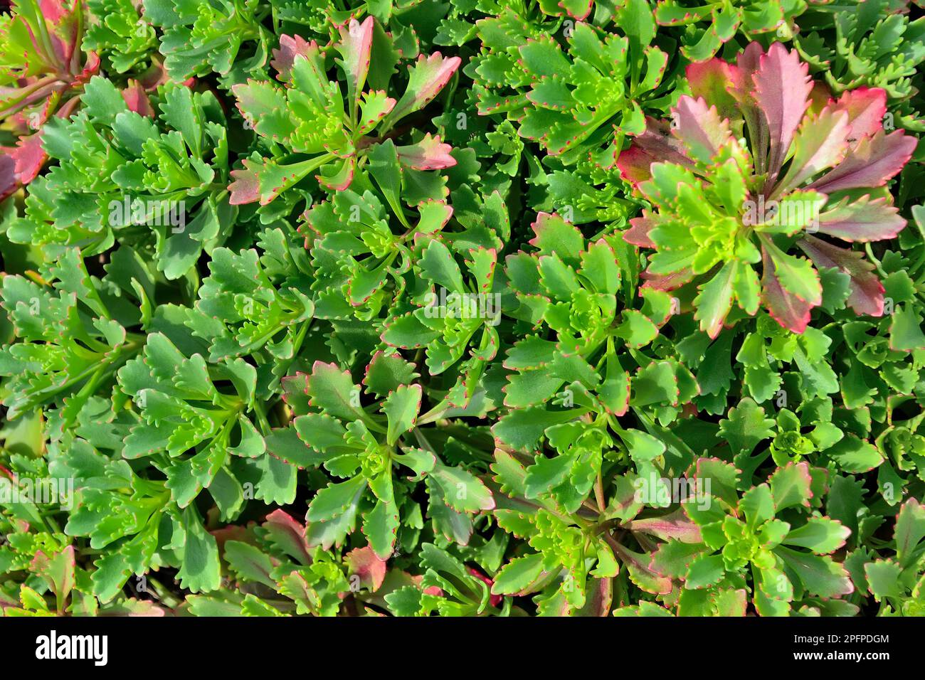 Beau tapis de grès (Sedum midendorfianum) - plante ornementale, succulente avec des feuilles dentelées et des bords rouges de feuilles charnues. Pince décorative Banque D'Images