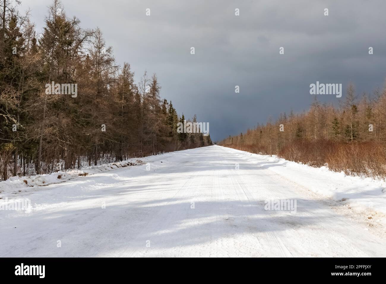 Route enneigée menant à travers les terres humides et la forêt de Sax-Zim Bog, Minnesota, États-Unis Banque D'Images