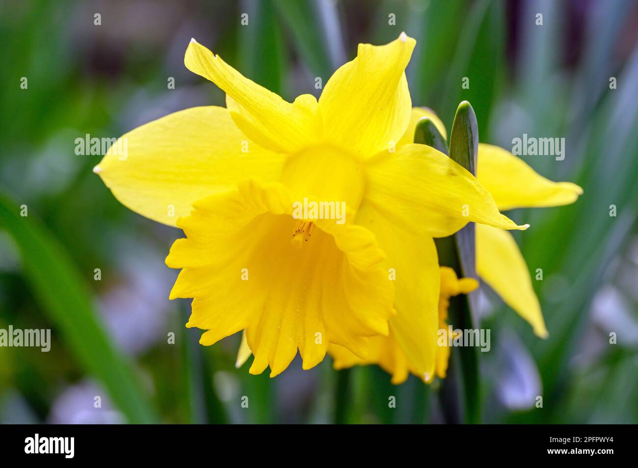 Daffodil en fleur. Gros plan de la tête d'une jonquille. Macro photographie d'une fleur jaune à Beckenham, Kent, Royaume-Uni. Banque D'Images