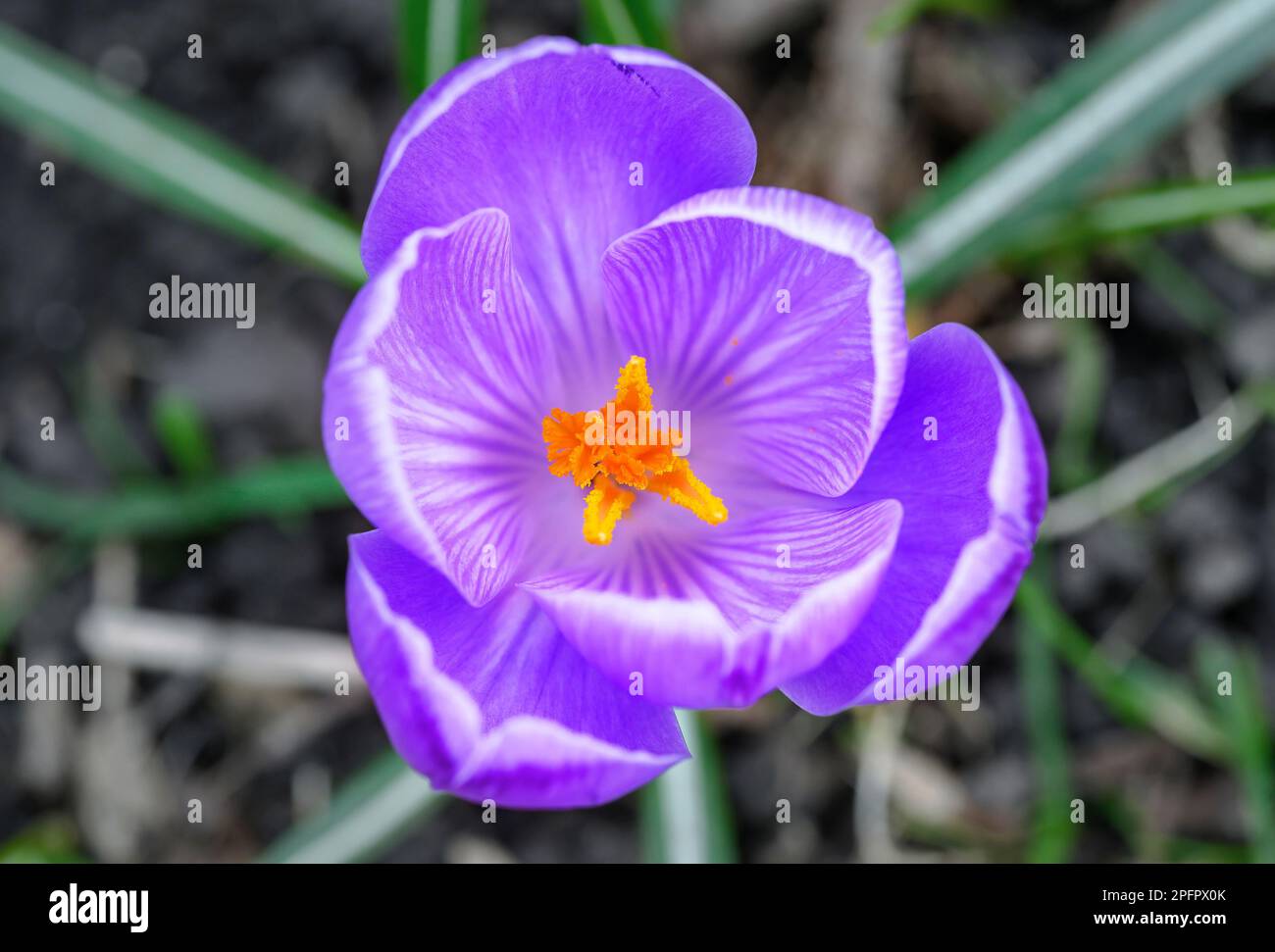 Crocus en fleur. Gros plan de la tête d'un crocus. Macro photographie d'une fleur pourpre à Beckenham, Kent, Royaume-Uni. Banque D'Images