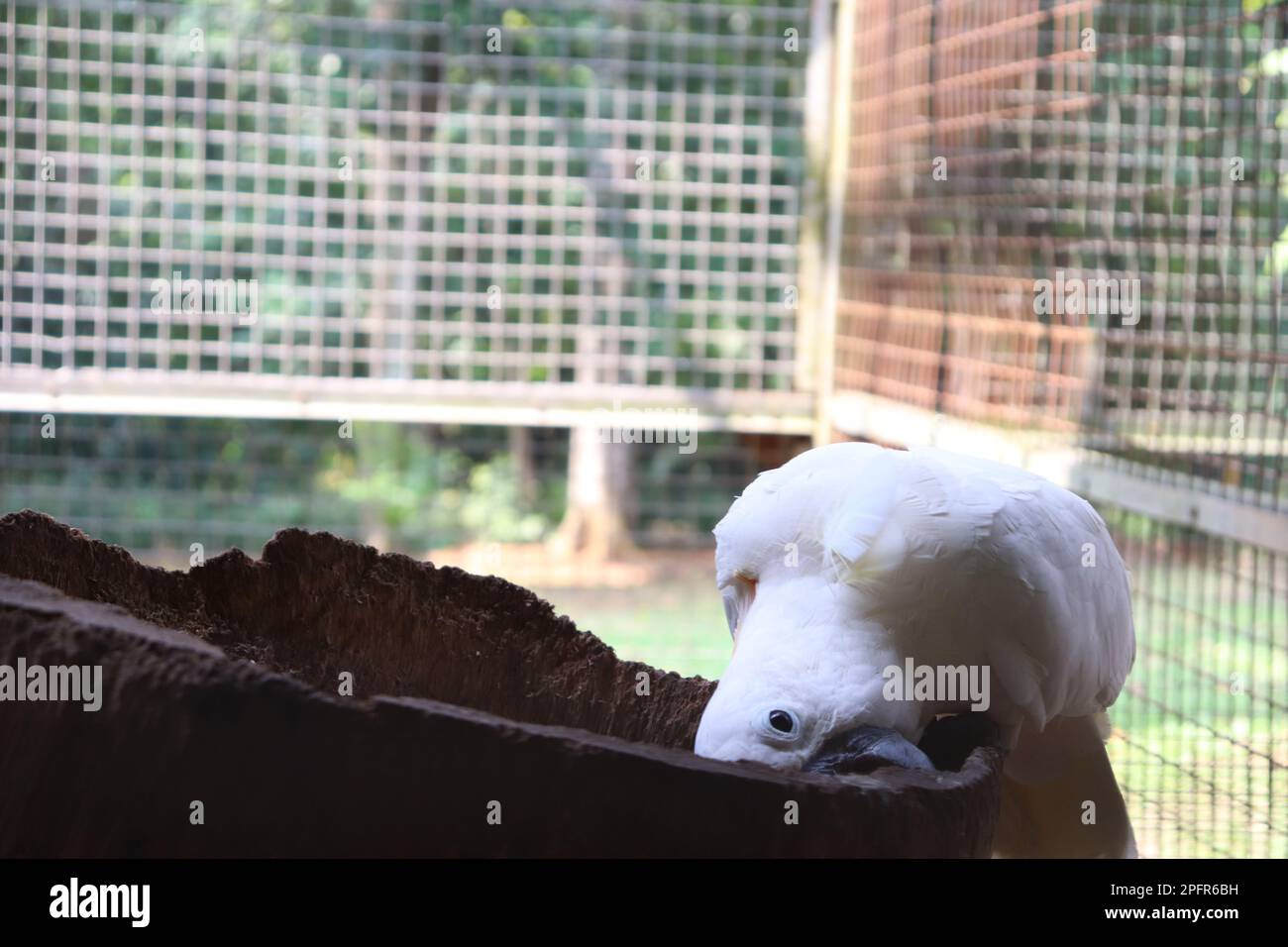 Un Cockatoo jouant dans le tronc d'arbre à l'intérieur de sa cage Banque D'Images