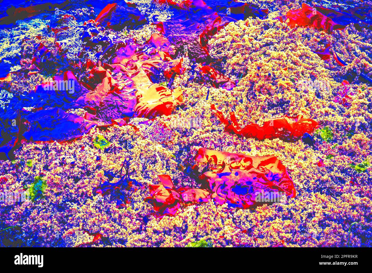 La couleur saturée affecte, algues bladderrack le long du rivage rocheux près de Sitka, Alaska, États-Unis. Banque D'Images