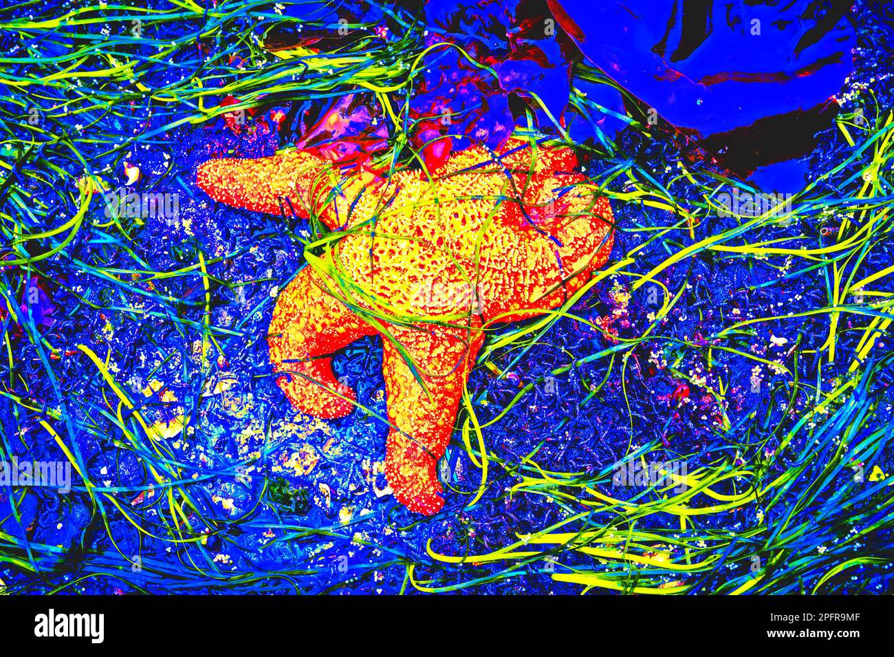 La couleur saturée affecte, l'amidé et l'algue à bladderrack le long du rivage rocheux près de Sitka, Alaska, États-Unis. Banque D'Images