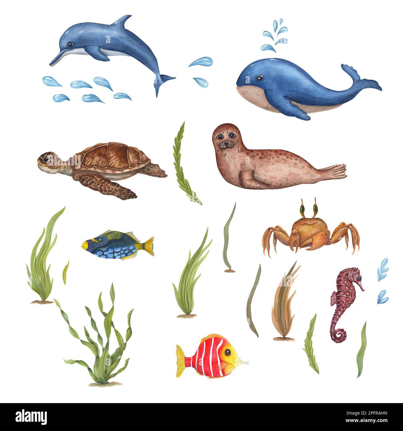 Set de mer aquarelle avec baleine mignon, dauphin, phoque à fourrure, poisson, hippocampe, tortue et algue isolées sur fond blanc. Pour le textile de bébé, le papier peint Banque D'Images