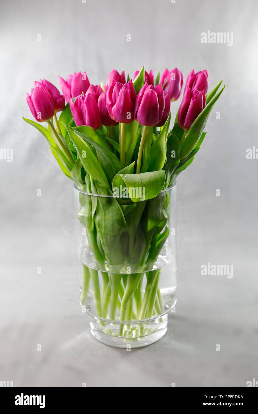 Un bouquet de tulipes violettes dans un vase cylindrique rond en verre Banque D'Images