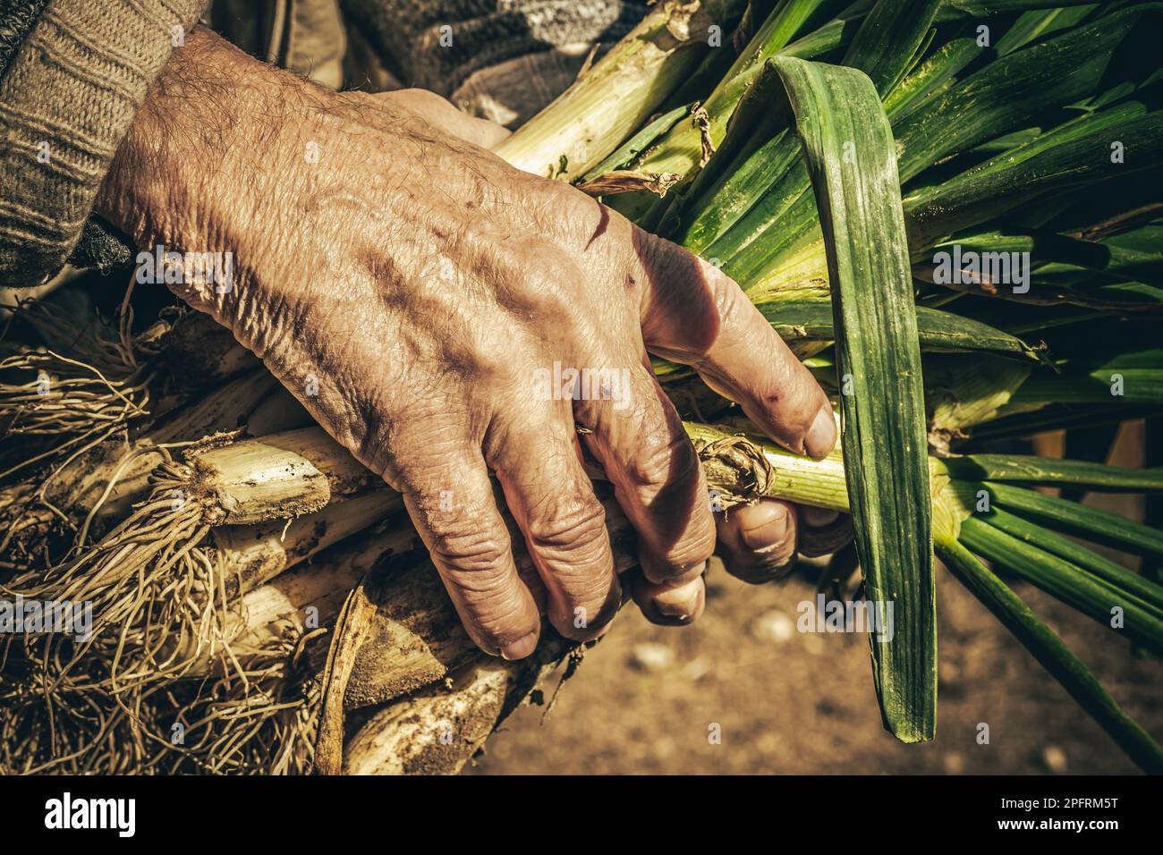 Récolte homme âgé avec des calçots, est une variété d'oignons typique de la cuisine catalane Banque D'Images