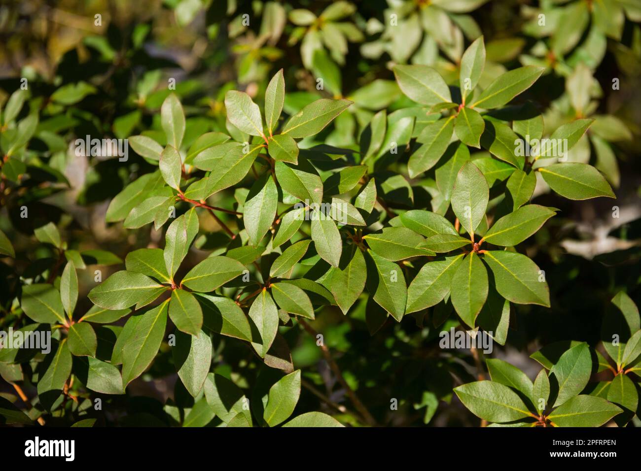 Les plantes de la nature au soleil. Arrière-plan de la macro nature Banque D'Images