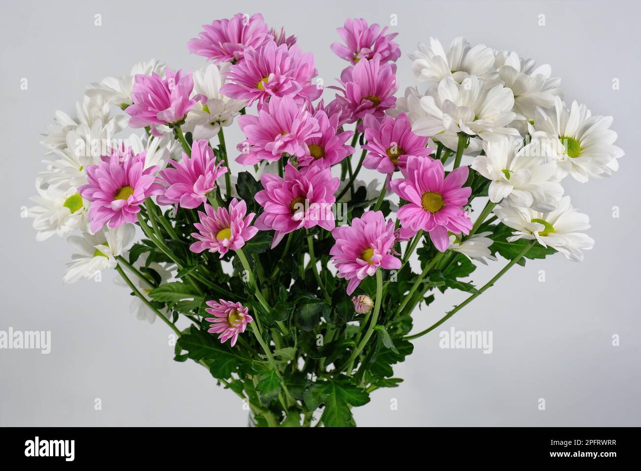 Bouquet de chrysanthèmes sur fond gris clair. Arrière-plan des fleurs Banque D'Images