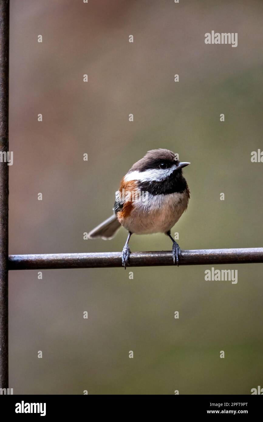 Issaquah, Washington, États-Unis. Chickadee à dos de châtaignier perché sur un treillis métallique Banque D'Images